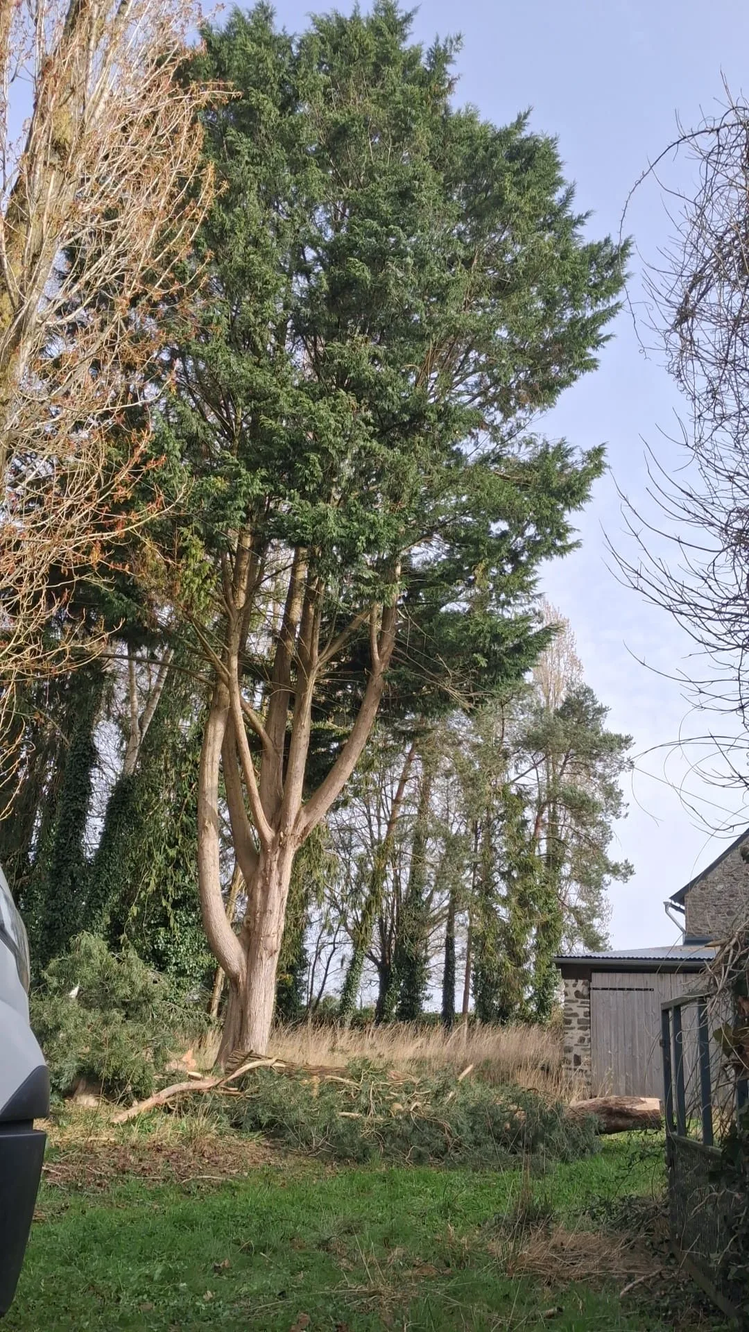 Arbres envahissants avant intervention — JMW Entreprise